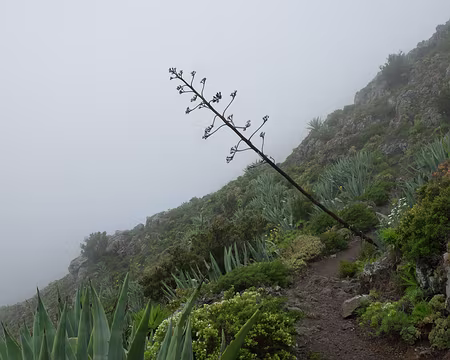 2016_04_25_09-59-33 Nous marchons vers la pointe de Teno