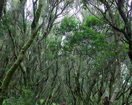 2016_04_25_10-21-12 Bruyères arborescentes