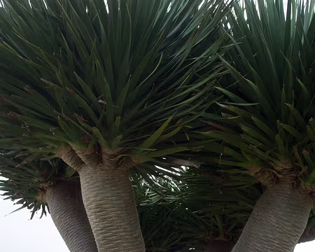 2016_04_25_11-06-16 Dragonnier de Tenerife (dracaena draco)