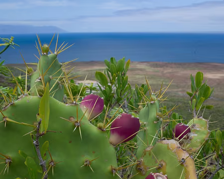 2016_04_25_12-21-47 Figues de Barbarie