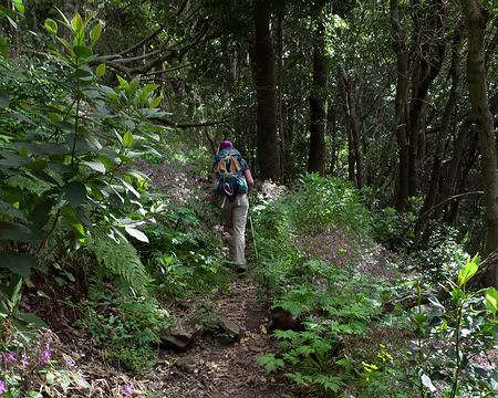 2016_04_29_17-40-14 Fin en forêt humide