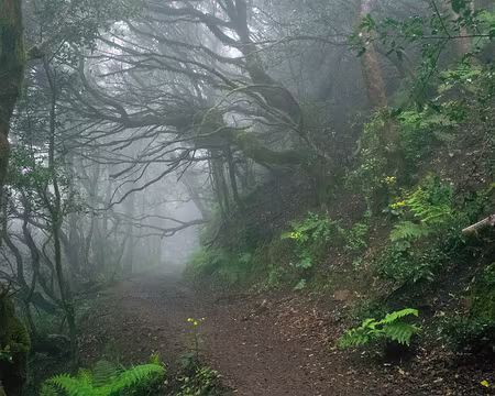 2016_05_01_09-22-22 J8 - Forêt brumeuse en descendant de Cruz del Carmen