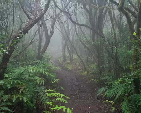 2016_05_02_08-59-29 J9 - Dans la forêt enchantée du Pijaral