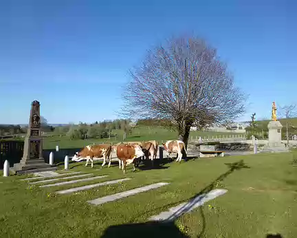 PXL019 Ces vaches ont eu la fantaisie de fouler l'herbe entre le Monument aux Morts et la statue de Jeanne d'Arc avant de rentrer dans la ferme. Fridefont.