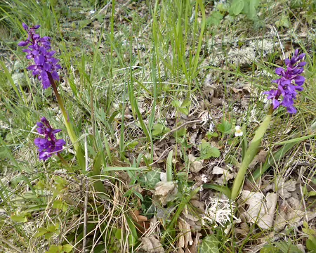PXL030 Orchis mâle