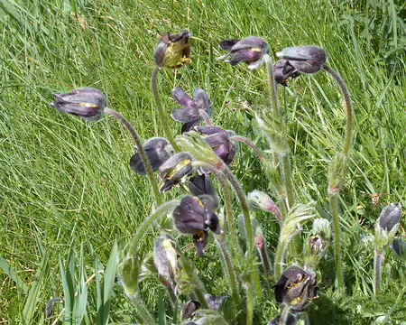 PXL047 Anémones pulsatilles de Coste. Merci à Monique et Joël pour cette superbe randonnée autour de la Truyère.