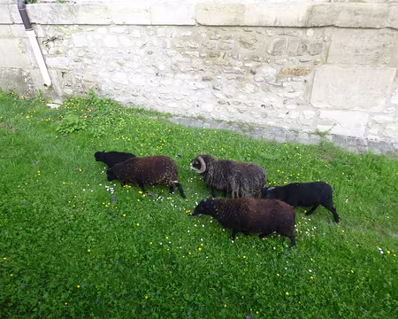 PXL004 Des moutons dans les douves du château de la Roche Guyon !