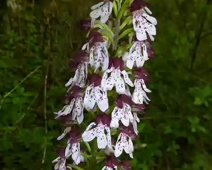 PXL007 Orchis