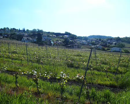 PXL031 Les terrasses de Lavaux