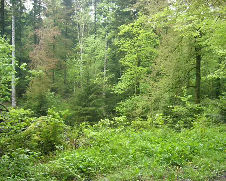 PXL007 Le bois de Sauvabelin (80 hectares)