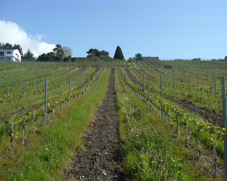 PXL019 Le vignoble en terrasses (830 hectares)