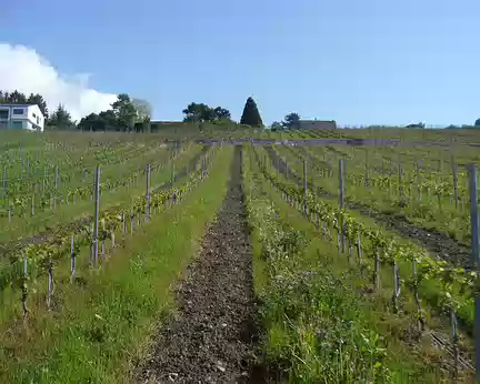 PXL019 Le vignoble en terrasses (830 hectares)