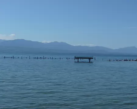 PXL050 Le lac Léman est une zone de transit pour les oiseaux migrateurs