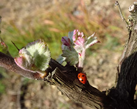 PXL001 Champagne (bientôt)...