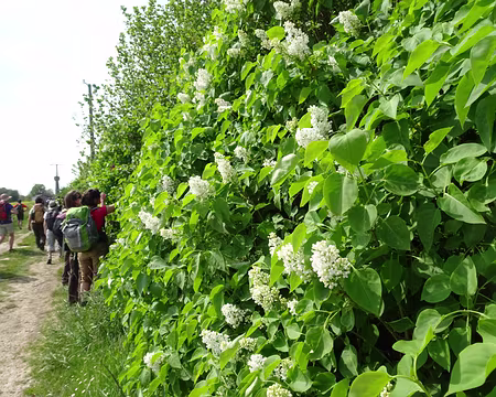 PXL018 Cueillette de lilas