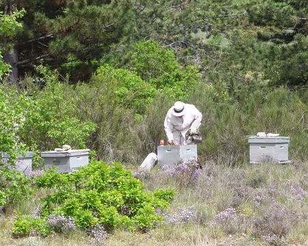 044 un apiculteur en plein travail avant Lardiers