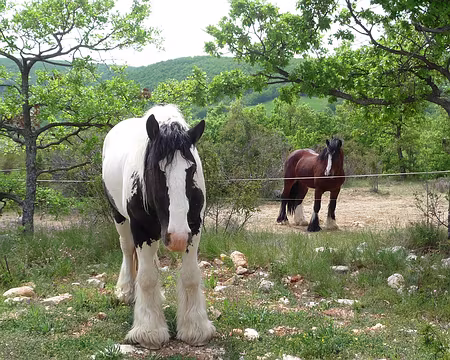 045 deux beaux chevaux nous observent