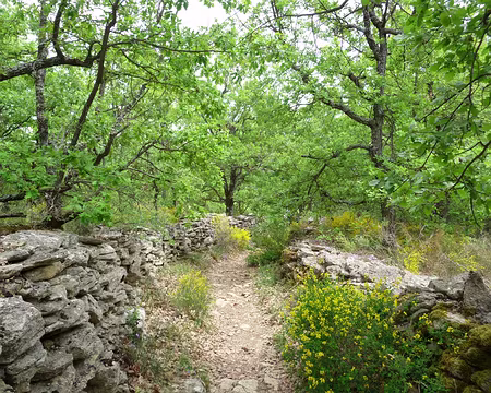 055 Petit chemin vers Forcalquier