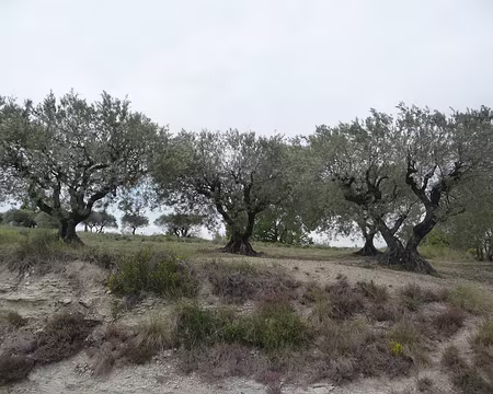 057 Champ d’oliviers