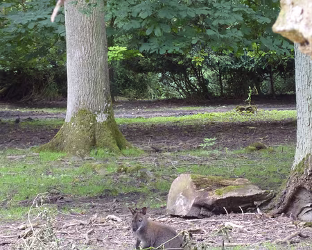 PXL004 Parc animalier du Château de Sauvage, Emancé