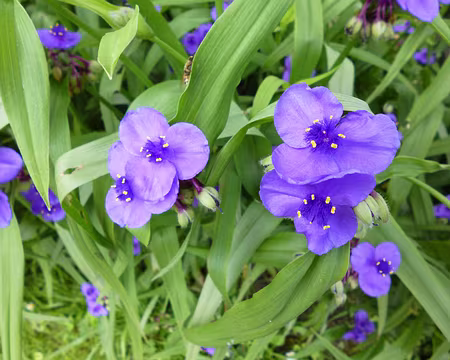 PXL010 Merci à Jean-Claude pour cette 13è étape du Tour de l'Ile-de-France de Gazeran à Rambouillet.