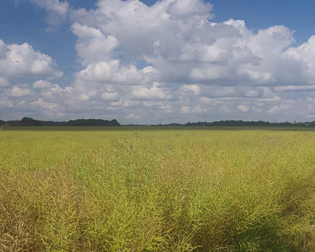 Retour à travers champs Retour à travers champs.