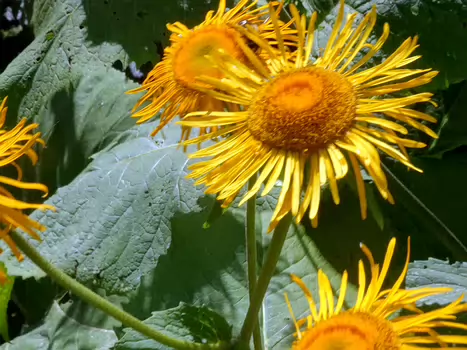 2016-07 Alpes slovènes