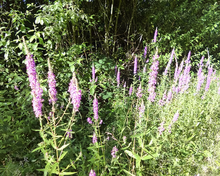 P1020199 Salicaire commune. Merci à Marylise.