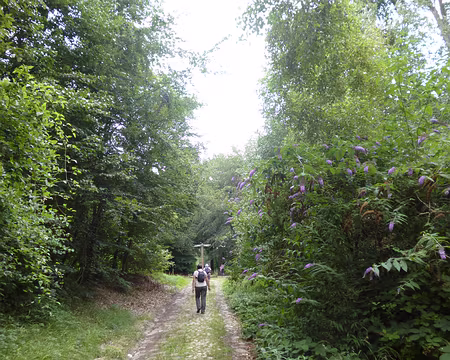 P1020211 Forêt de l'Isle-Adam