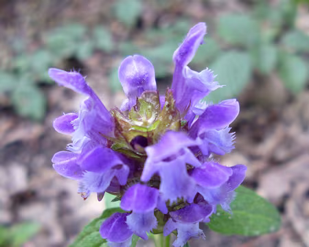 PXL005z1919 Brunelle commune