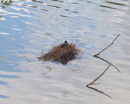PXL011 Nid de poule d'eau