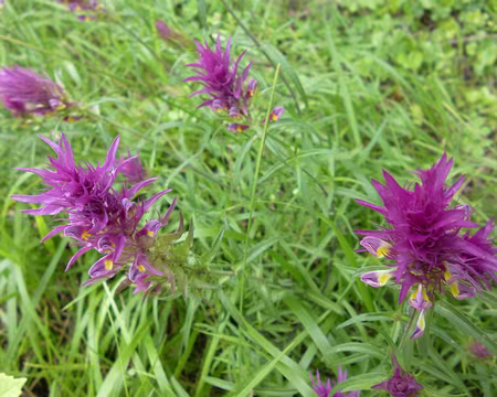 PXL013 Mélampyre des champs. Merci à Patrick