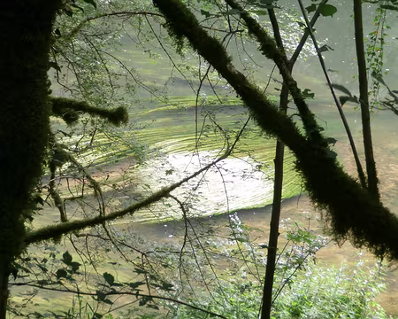 Jour 4 05072016 1244 (Danielle) les cheveux d'ange du Doubs