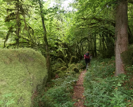 Jour 5 06072016 1127 (Danielle) ambiance vert mousse