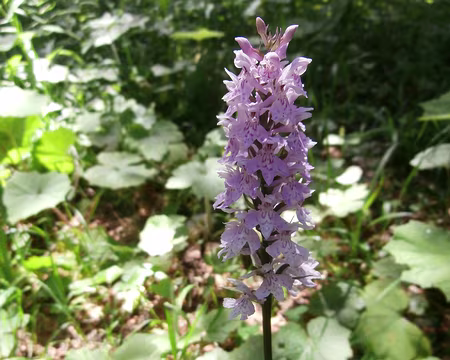 Jour 6 07072016 1234 (Danielle) orchis tacheté