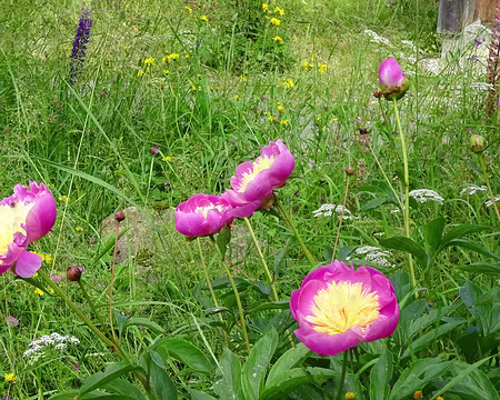 Jour 7 08072016 1101 (Régine)