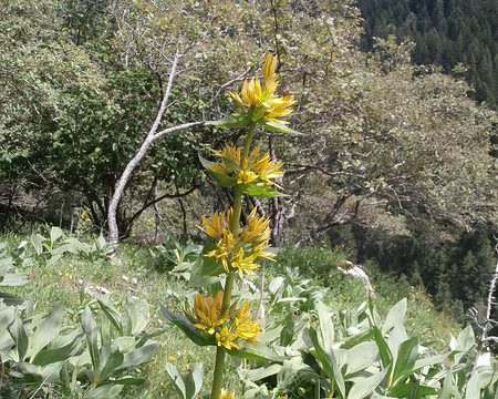 Jour 7 08072016 1354 (Danielle) la gentiane jaune