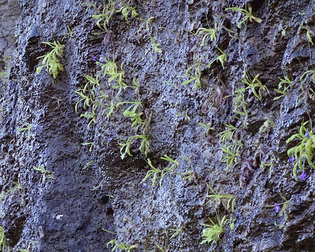 DSC01345 Plantes carnivores