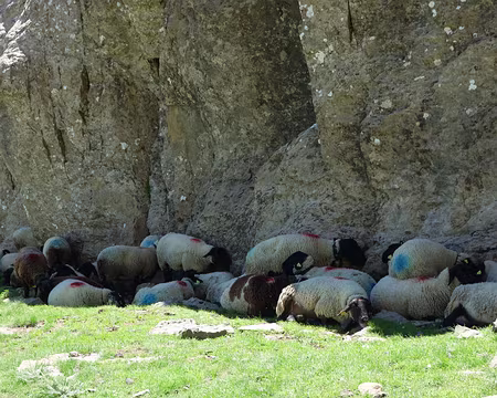 DSC01447 Il fait trop chaud pour brouter !