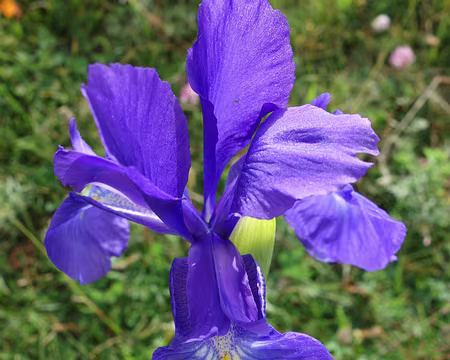 DSC01687 Iris commun