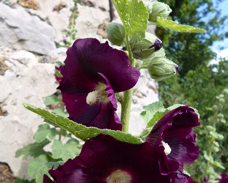 PXL021 Rose trémière. Merci à Luc pour cette jolie boucle dans le Pays d'Ourcq.