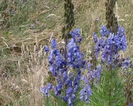 P8140413 Aconit napel