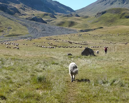 21004c Rapidement nous ne sommes plus seuls (1500 moutons selon la bergère)