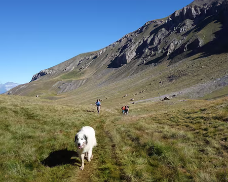 21004d Silencieux les patous nous surveillent.