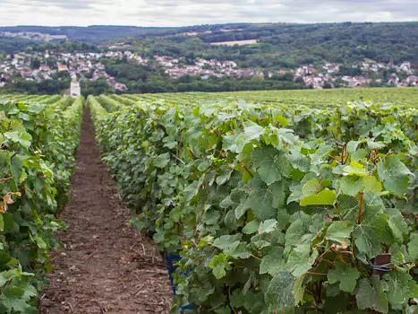 2016-09 Brie champenoise