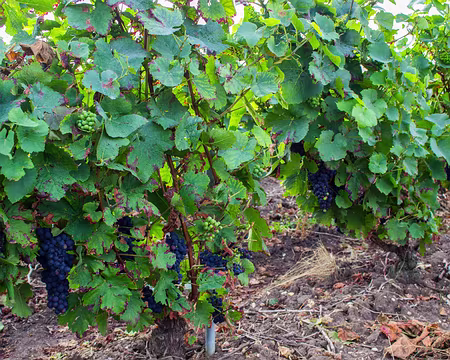 03-IMG_5367 Vignes champenoises