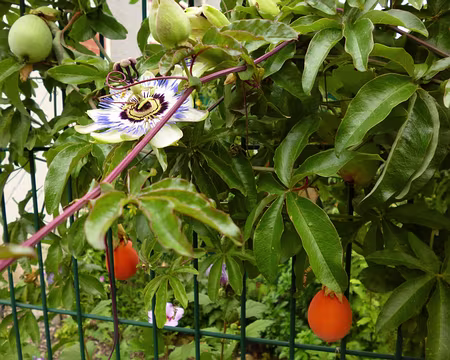 P1020470 Passiflore : fleurs et fruits