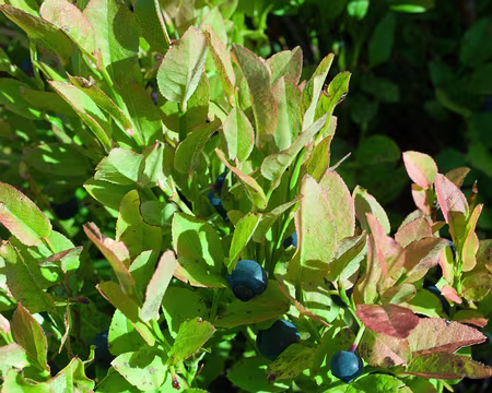 2016_09_24_16-40-32 Myrtilles !