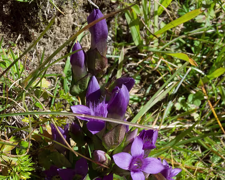 2016_09_25_12-35-04 Fleurs