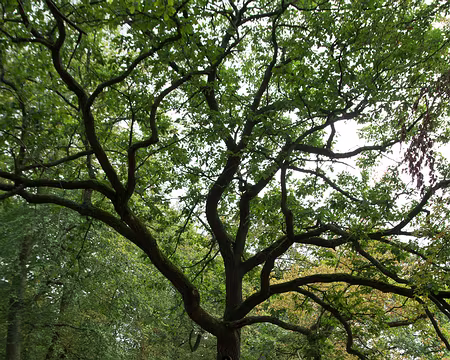 2016_09_18_14-12-19 Le Chêne à l'Image